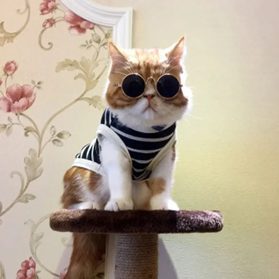 Lovely Pet Glasses